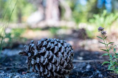 Jeffrey Pinecone çam iğneleriyle yerde yatıyordu. - Evet. Yüksek kalite fotoğraf