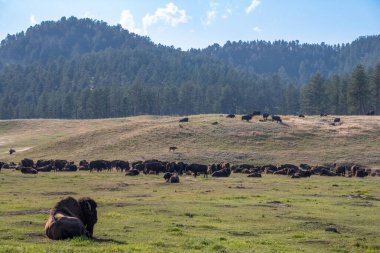  Bizon bufalo sürüsü Güney Dakota 'daki Custer State Park' ta. Yüksek kalite fotoğraf