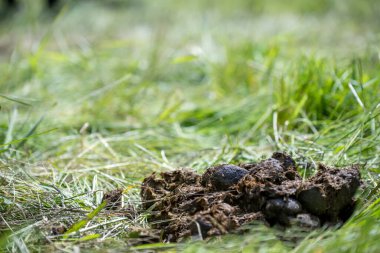 Otlaktaki at gübresine odaklan. Yüksek kalite fotoğraf