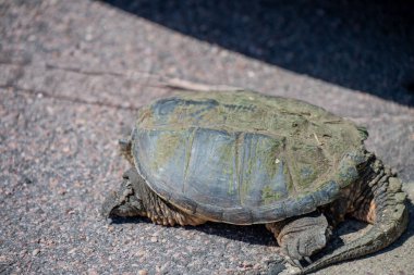 Selective focus on a large snapping turtle crossing a paved road in search of new territory. High quality photo clipart