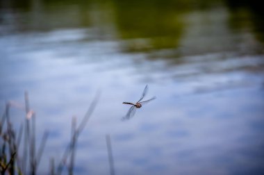 Glassy Gölü üzerinde hareket eden bir yusufçuk sineğine odaklanmış. Yüksek kalite fotoğraf