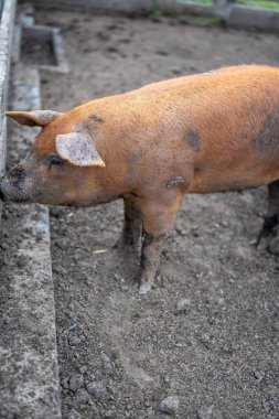 Çamurlu domuz ahırında tek başına duran pis domuz. Yüksek kalite fotoğraf