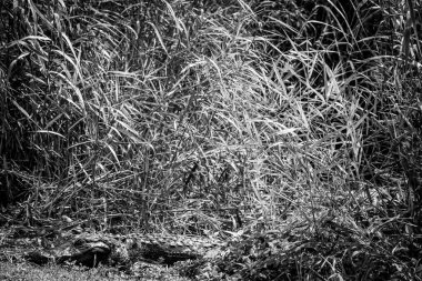 Amerikan timsahı Everglades Ulusal Parkı 'ndaki Anhinga Patikası boyunca Royal Palm Ziyaretçi Merkezi' nden bir patika boyunca oturuyor. Yüksek kalite fotoğraf