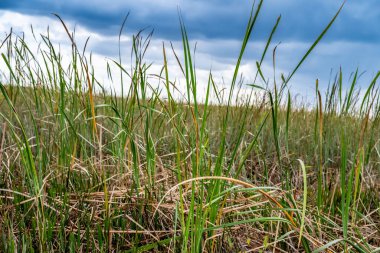 Florida Everglades otlaklarının üzerindeki bulutlu gökyüzü. Yüksek kalite fotoğraf