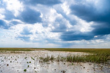 Florida Everglades otlaklarının üzerindeki bulutlu gökyüzü. Yüksek kalite fotoğraf