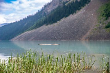 Kanada 'nın Banff Ulusal Parkı' nda Alberta 'da Louise Gölü' nün kenarındaki çimlere odaklanın. - Evet. Yüksek kalite fotoğraf