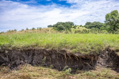 Bir dereye düşen toprak erozyonu su kenarında açığa çıkan kökleri ve kiri gösteriyor. Yüksek kalite fotoğraf