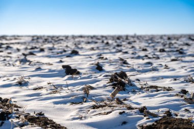 Kış boyunca karla kaplı çorak bir tarladaki ürün kalıntıları üzerine seçici bir odak noktası. - Evet. Yüksek kalite fotoğraf