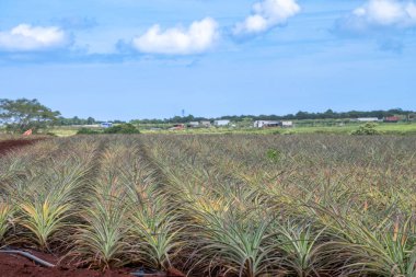 Tarımsal üretimde tarımsal ananas tarlaları. Yüksek kalite fotoğraf