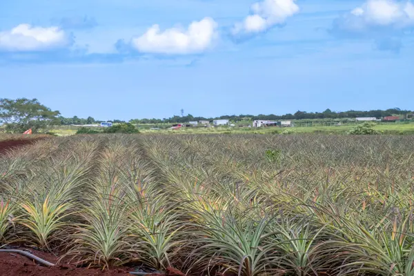 Tarımsal üretimde tarımsal ananas tarlaları. Yüksek kalite fotoğraf
