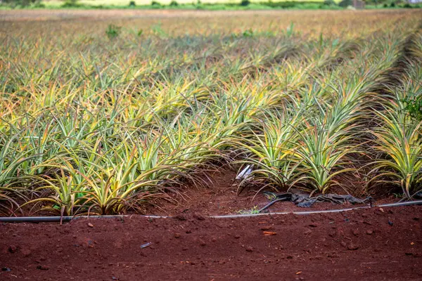 Tarımsal üretimde tarımsal ananas tarlaları. Yüksek kalite fotoğraf