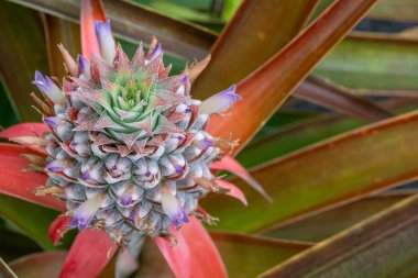 Çiçek açmış tek bir ananas bitkisine odaklan. Yüksek kalite fotoğraf