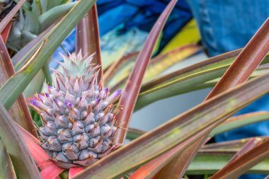 Çiçek açmış tek bir ananas bitkisine odaklan. Yüksek kalite fotoğraf