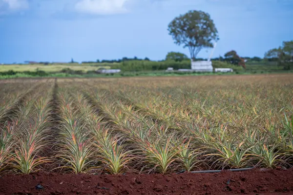 Tarımsal üretimde tarımsal ananas tarlaları. Yüksek kalite fotoğraf