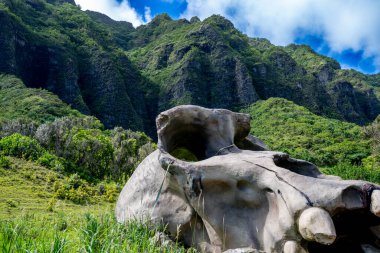  Kaneohe, Hawaii, ABD - 4.21.2025: Kong Kafatası Adası 'ndan Kualoa Çiftliği turizm malzemeleri. Yüksek kalite fotoğraf