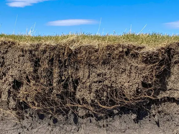 Çayırın kenarındaki kök ve toprak tabakaları azalıyor. Yüksek kalite fotoğraf