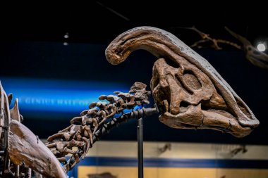 Büyük bir dinozor iskeleti bir doğa tarihi müzesinde belirgin bir şekilde duruyor. Ziyaretçiler, antik deniz ekosistemleri ve onları oluşturan canlılar hakkında bilgi edinerek sergiyi keşfediyorlar..