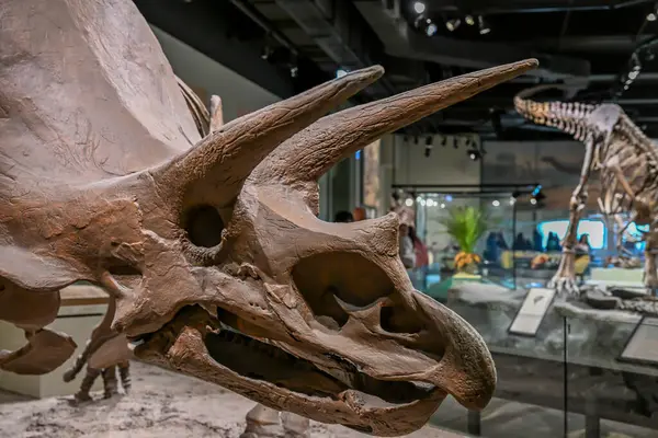 Chicago, Illinois, ABD - 9.15.2023: Fosilleşmiş triceratops dinozor kafatası Griffin Bilim ve Sanayi Müzesi 'nde sergileniyor. Yüksek kalite fotoğraf