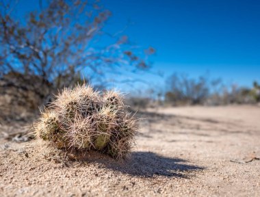 Dikenli özelliklere sahip bir kaktüs kuru bir çölün kumlu zemininde, seyrek bitki örtüsüyle çevrili, parlak öğle güneşi ve açık mavi gökyüzü tarafından vurgulanmış..