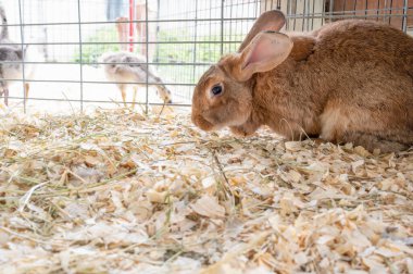Kahverengi bir tavşan, yumuşak ahşap talaşlarının üzerine küçük bir muhafaza içinde rahatça oturur. Diğer hayvanlar arka planda güneşli havanın keyfini çıkararak huzurlu bir çiftlik ortamı yaratarak görülebilir..