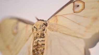 A captivating view of a white moth highlighting its intricate wing patterns and textures. The moth is illuminated by natural light, showcasing its delicate features.