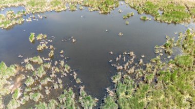 Geniş bir sulak alan, etrafı çimlerle çevrili karanlık suları sergiliyor. Güneş ışığı, gündüz vakti bu ekosistemin doğal güzelliğini ortaya çıkararak sahneyi aydınlatıyor..