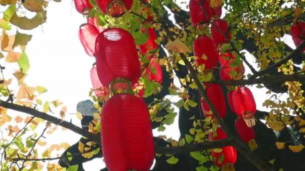 Lanternes Chinoises Rouges Suspendues Ginkgo Automne Contre Soleil Vue Angle — Video