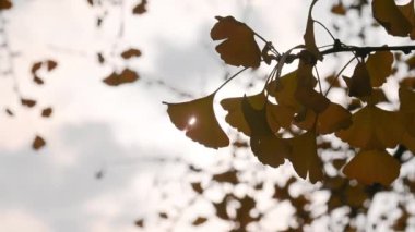 Ginkgo sarı yapraklar Sonbaharda güneşe karşı rüzgarda