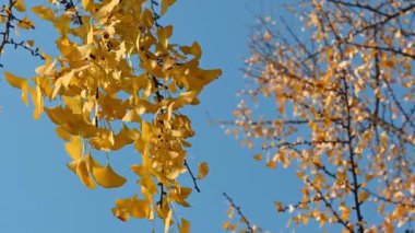 Ginkgo sarı yaprakları sonbaharda açık mavi gökyüzüne karşı rüzgârda