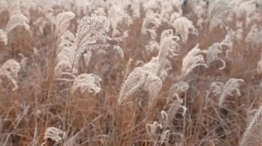 Common reed - latin name Phragmites australis - moving in the wind close-up view