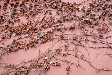 Ivy vines on a red wall in winter, Taoist temple, Luodai, Sichuan province, China