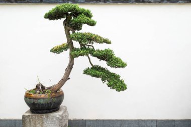 Bonsai ağacı Yi Yuan Yuan Lin Bo Wu Guan Parkı 'nda beyaz duvara karşı, Chengdu, Sichuan bölgesi, Çin