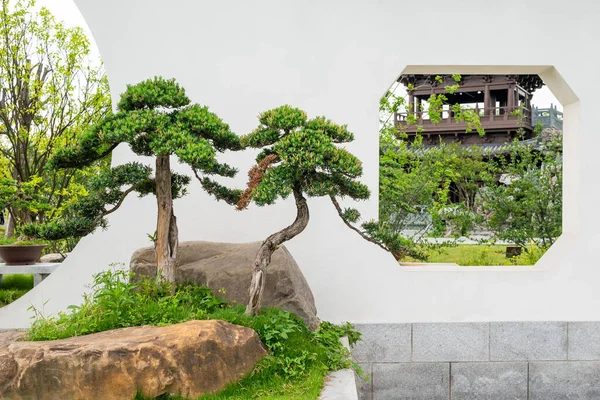 Bonsai Puut Valkoista Seinää Vasten Yuan Yuan Lin Guan Parkissa — kuvapankkivalokuva