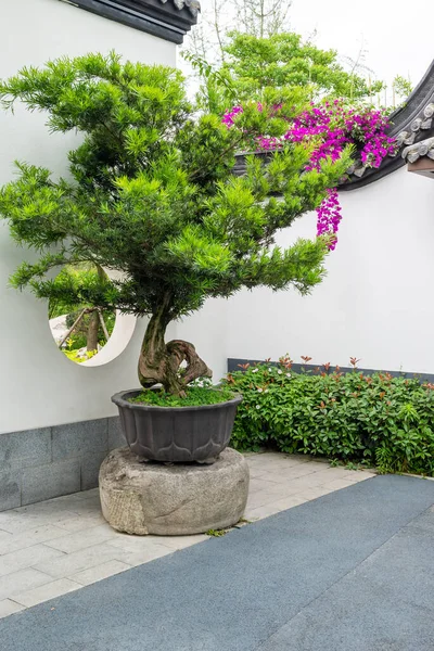 stock image Bonsai trees against white wall with bougainvillea purple flowers in Yi Yuan Yuan Lin Bo Wu Guan Park, Chengdu, Sichuan province, China