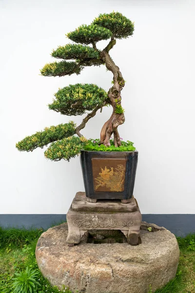 stock image Bonsai tree against white wall in Yi Yuan Yuan Lin Bo Wu Guan Park, Chengdu, Sichuan province, China