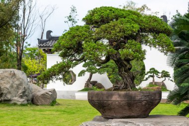Bonsai ağaçları Yi Yuan Yuan Lin Bo Wu Guan Parkı 'nda beyaz duvara karşı, Chengdu, Sichuan bölgesi, Çin