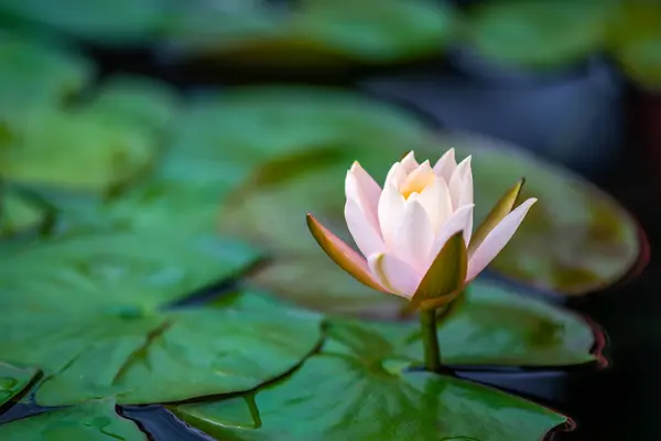 Lotus Fleur Nénuphar Dans Étang Vue Rapprochée Dans Temple Daci — Photo