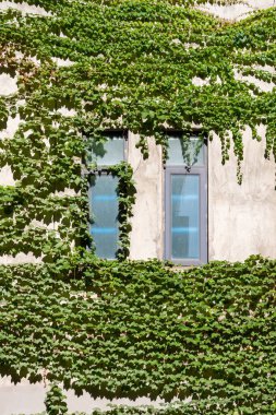 İki pencereyi çerçeveleyen yeşil sarmaşıklar bir binanın yüzeyine yapışmış. Bu sahne, gün ışığında kentsel bir alanda doğa ve mimari arasındaki uyumu yakalar..