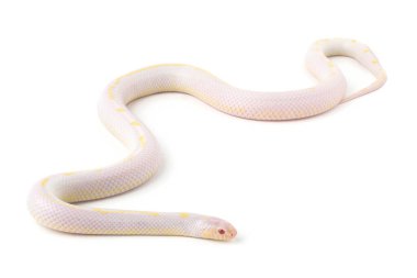 yılan albino lavanta beyaz çizgili Kaliforniya kral yılanı