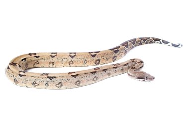 Boa yılanı (bilimsel adı Boa yılanı), yılangiller (Felidae) familyasından bir boa yılanı türü. Boa yılanı Boidae familyasının bir üyesidir.. 