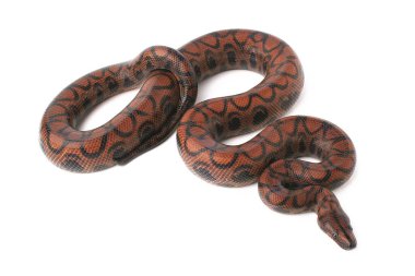 Gökkuşağı boa yılanı yılanı (