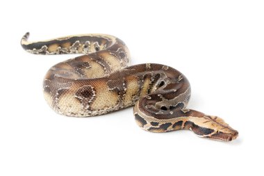 Kanlı piton brongersmai kısa kuyruklu yılan