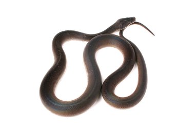 Beyaz dudaklı d 'albertis su pitonu