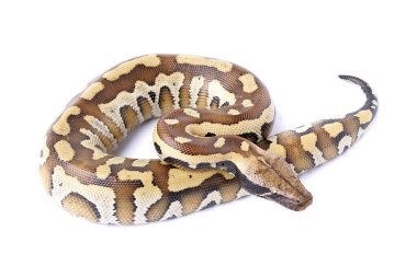 Brongersmai kan piton yılanı