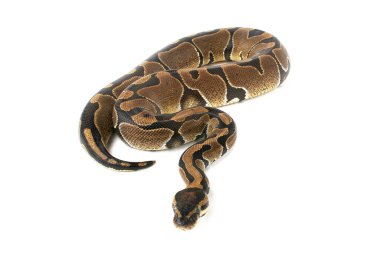 Kraliyet topu piton yılanı.