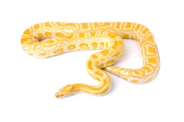 albino molurus burma piton yılanı