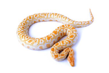 albino molurus burma piton yılanı
