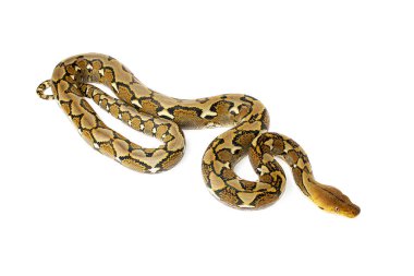 malayopython reticulatus reticucuculated piton yılan