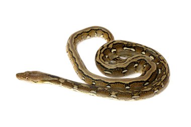 malayopython reticulatus reticucuculated piton yılan