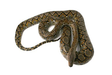 malayopython reticulatus reticucuculated piton yılan